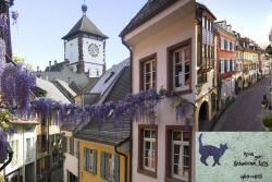 Freiburg Apartment Kater Paul: Ansicht