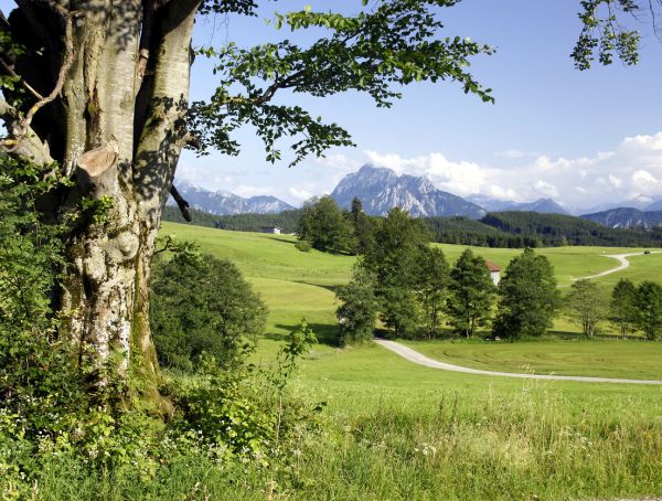 Landschaft im Allgäu: im Vordergrund ein Baum, dahinter eine Ebene, hohe Berge am Horizont